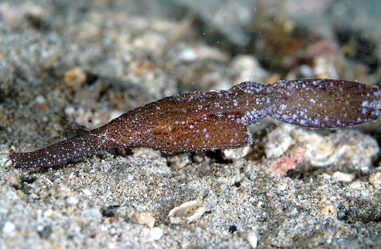 Banda Sea 2018 - DSC05896_rc - Robust ghost pipefish - Poisson fantome dherbier - Solenostomus cyanopterus.jpg